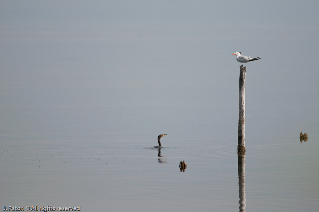 Cormorant and Tern?   Biolab Road, Merritt Island National Wildlife Refuge, Florida
