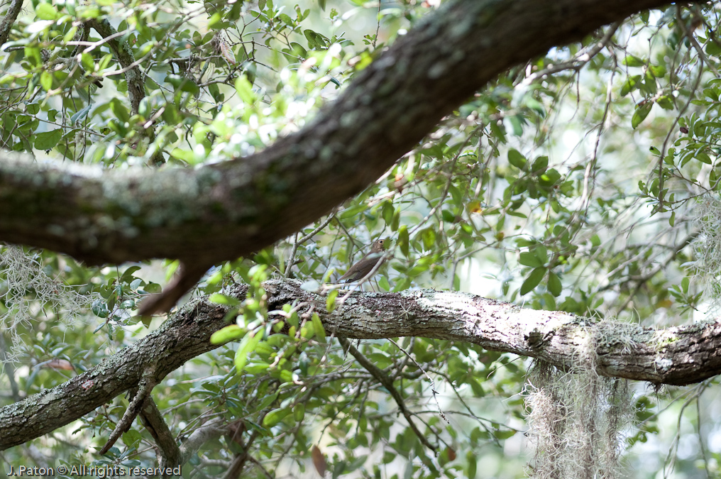    Oak Hammock Trail, Merritt Island National Wildlife Refuge, Florida