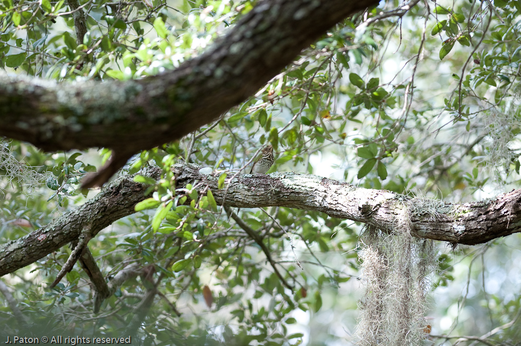    Oak Hammock Trail, Merritt Island National Wildlife Refuge, Florida