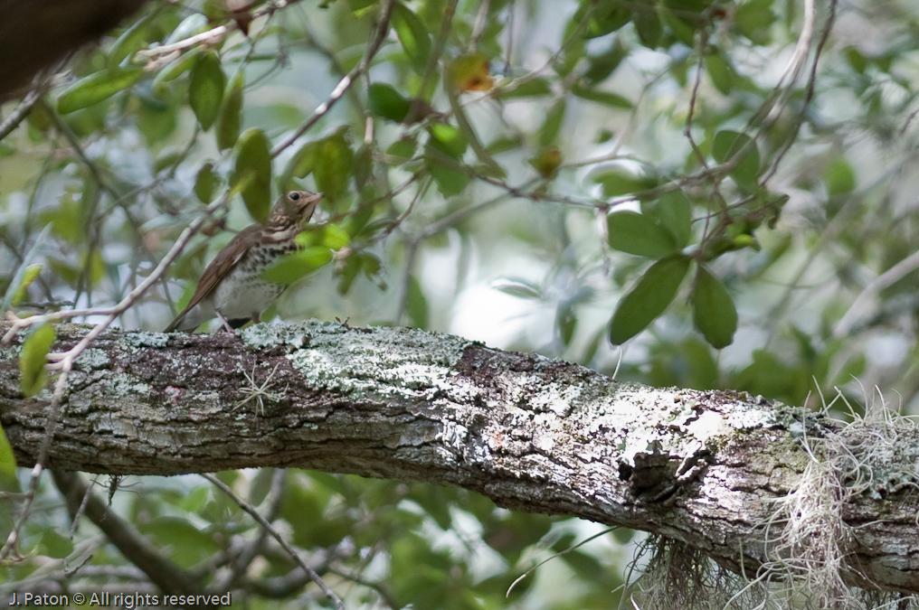 Unknown   Oak Hammock Trail, Merritt Island National Wildlife Refuge, Florida