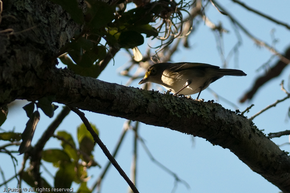 Unknown   Merritt Island National Wildlife Refuge, Florida