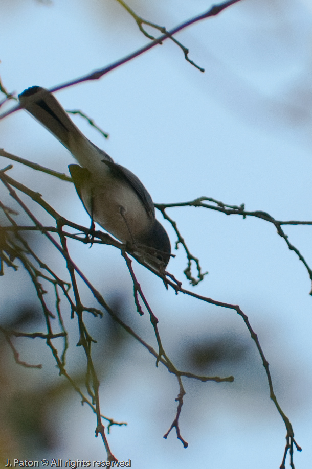 Unknown   Merritt Island National Wildlife Refuge, Florida