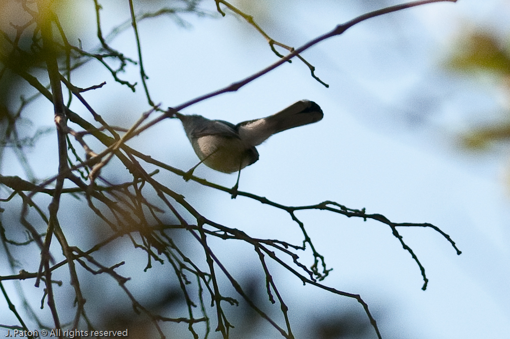 Unknown   Merritt Island National Wildlife Refuge, Florida