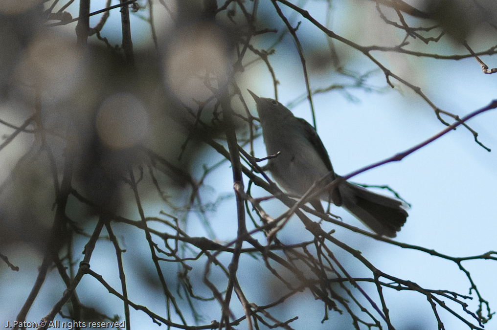 Unknown   Merritt Island National Wildlife Refuge, Florida