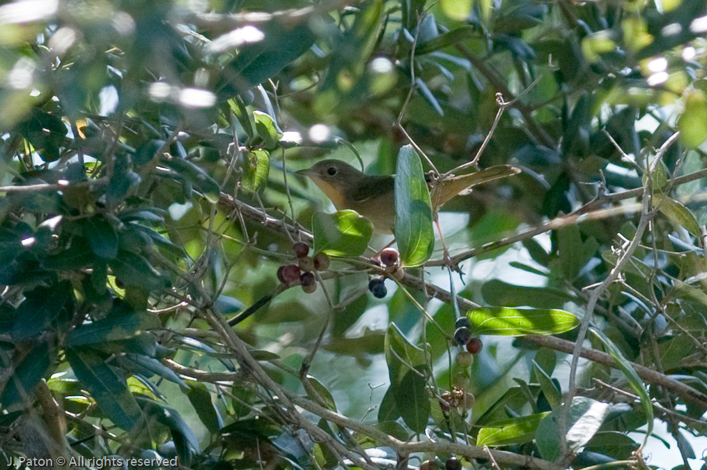 Unknown   Merritt Island National Wildlife Refuge, Florida