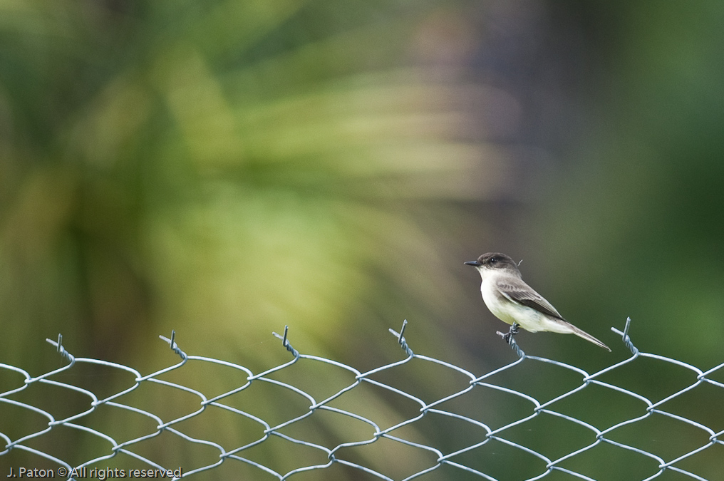    River Lakes Conservation Area, Florida