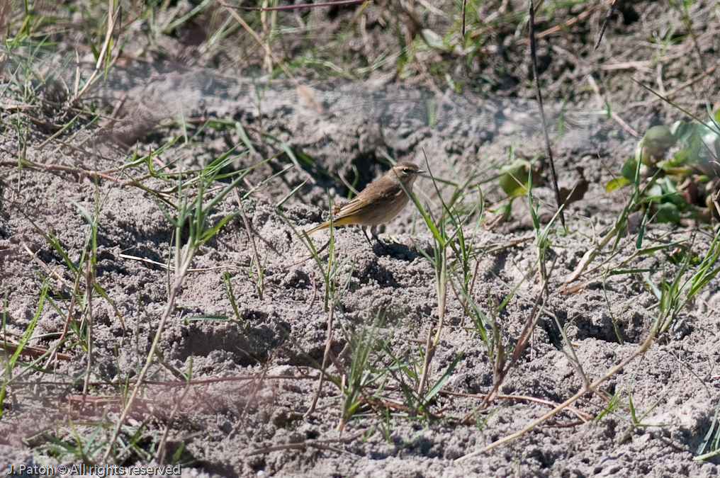 Palm Warbler   Moccasin Island Tract, River Lakes Conservation Area, Florida