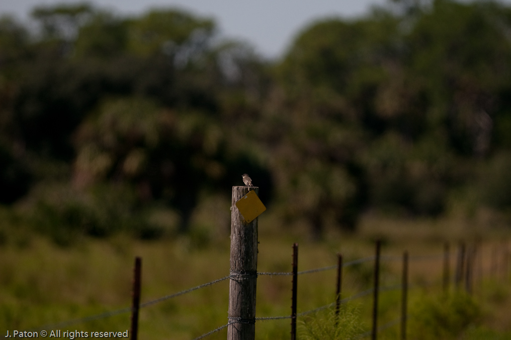    Moccasin Island Tract, River Lakes Conservation Area, Florida