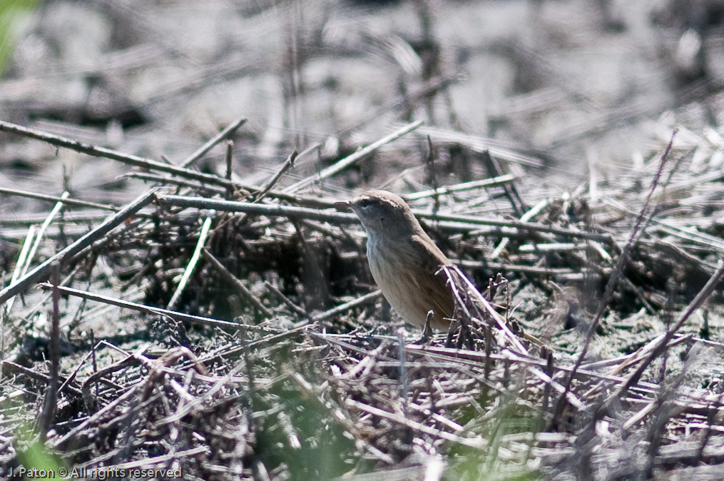    Moccasin Island Tract, River Lakes Conservation Area, Florida