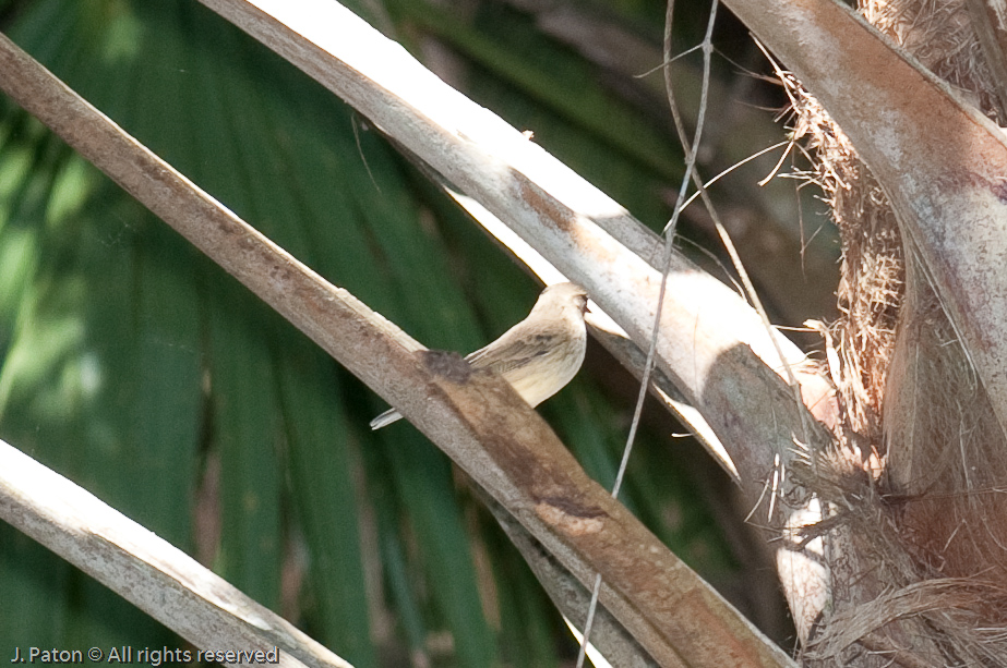    Moccasin Island Tract, River Lakes Conservation Area, Florida