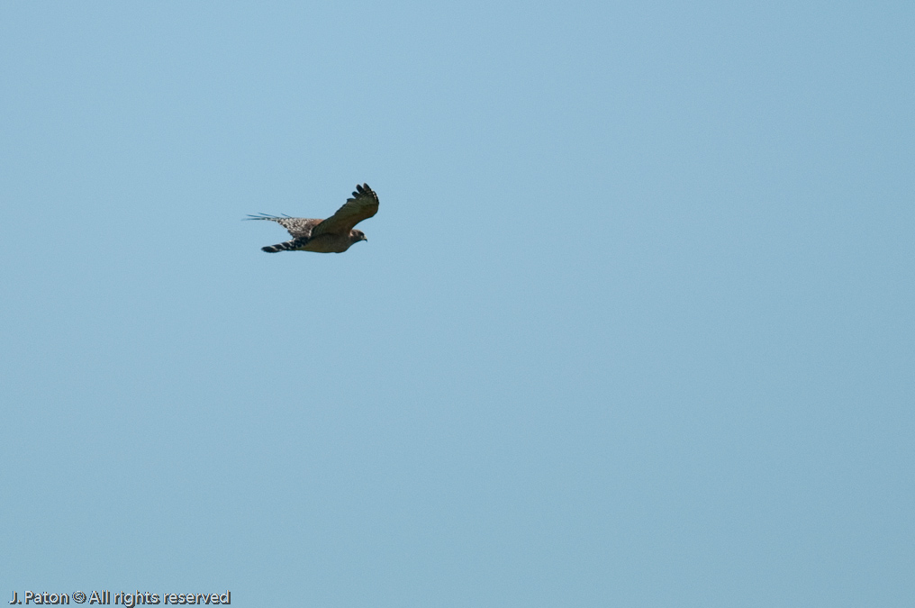    Moccasin Island Tract, River Lakes Conservation Area, Florida