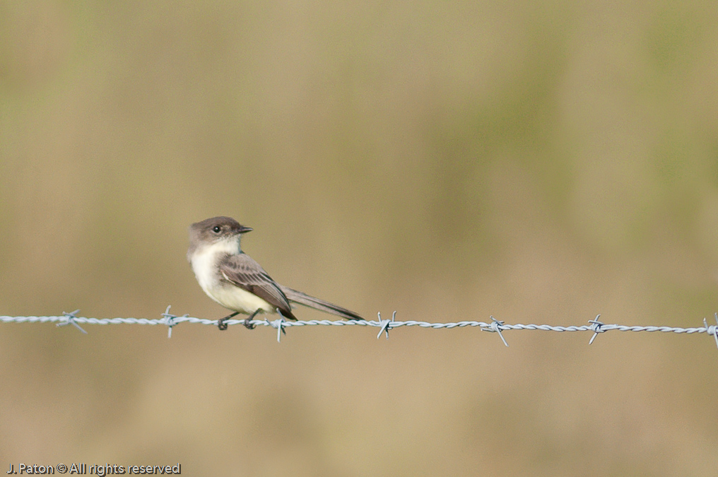    Moccasin Island Tract, River Lakes Conservation Area, Florida