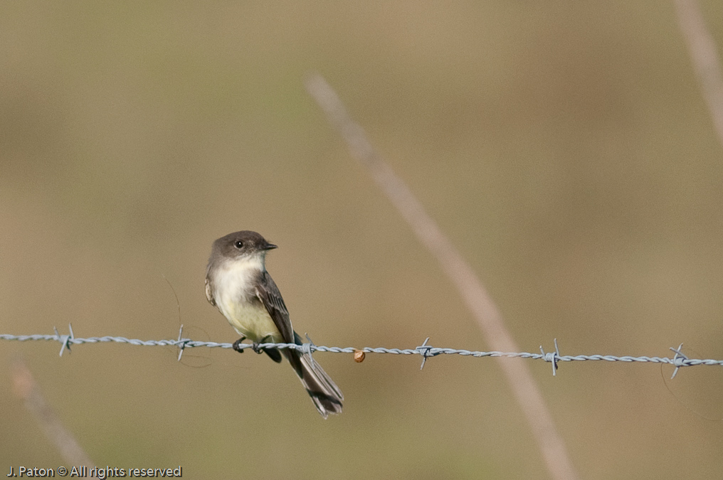   Moccasin Island Tract, River Lakes Conservation Area, Florida