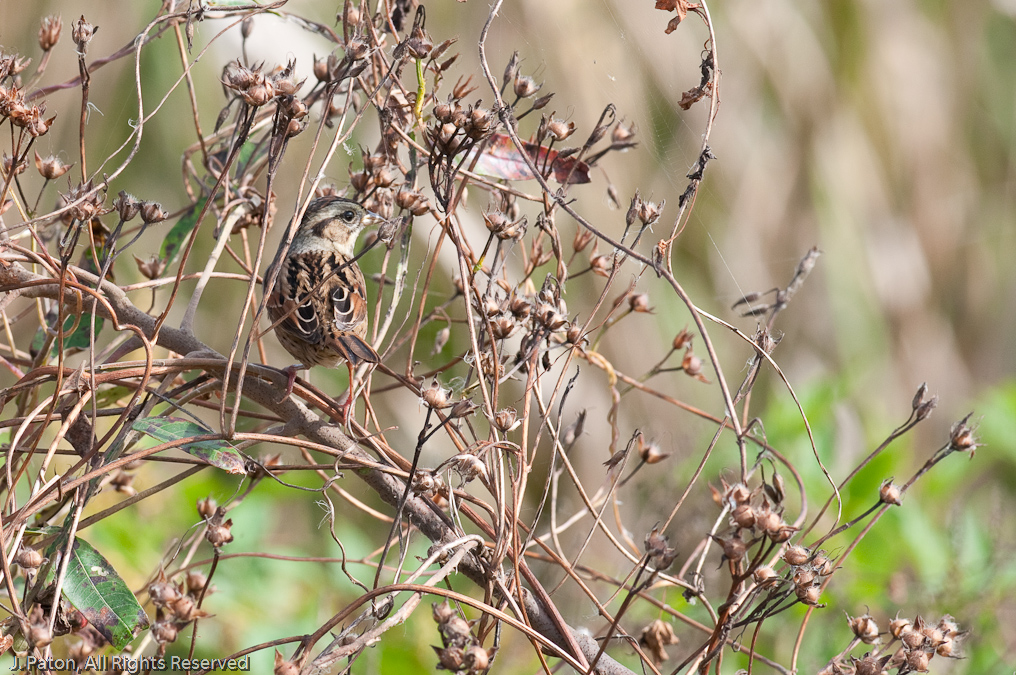    Laurel Hill Wildlife Drive, Savannah National Wildlife Refuge, South Carolina