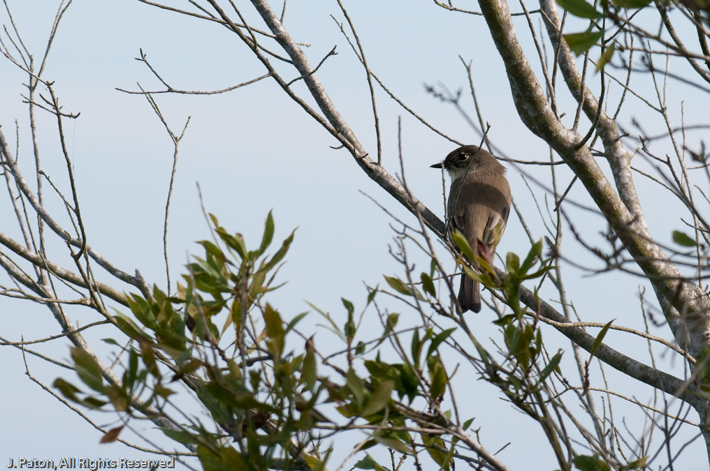    Laurel Hill Wildlife Drive, Savannah National Wildlife Refuge, South Carolina