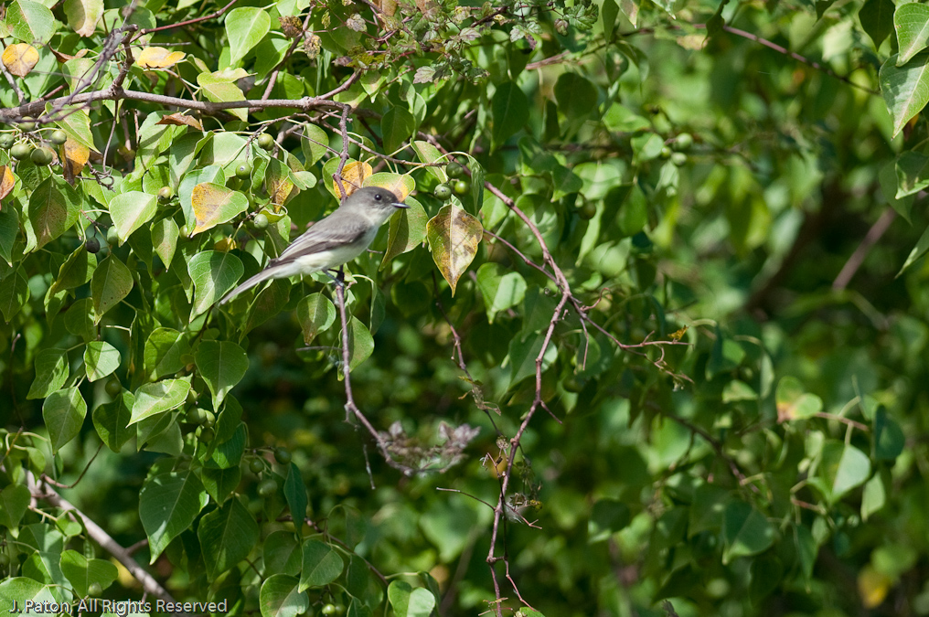    Laurel Hill Wildlife Drive, Savannah National Wildlife Refuge, South Carolina