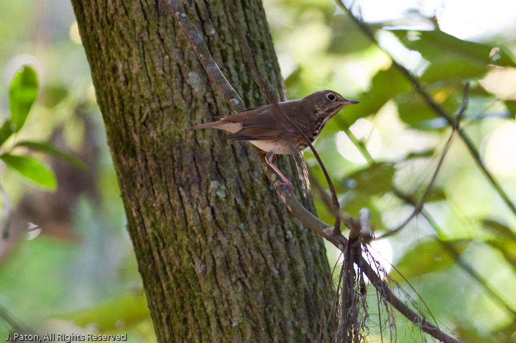    Laurel Hill Wildlife Drive, Savannah National Wildlife Refuge, South Carolina
