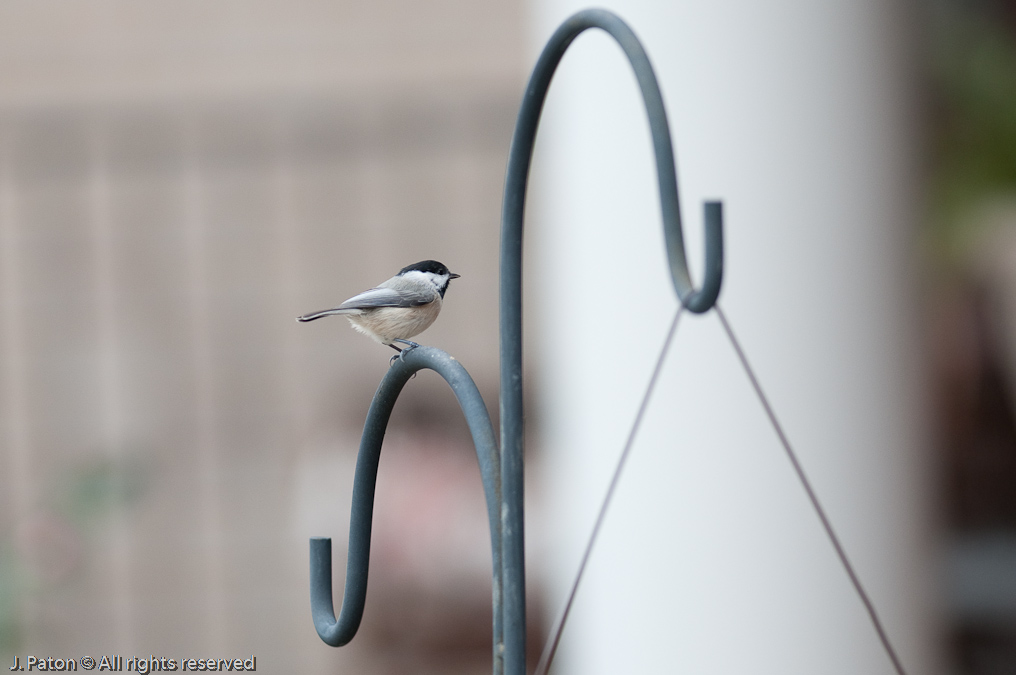    Cary, North Carolina