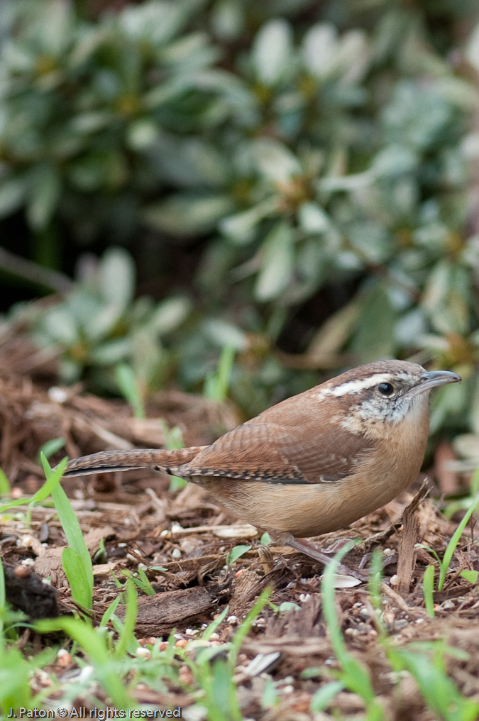    Cary, North Carolina