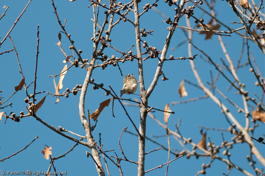    Pinckney Island National Wildlife Refuge, South Carolina