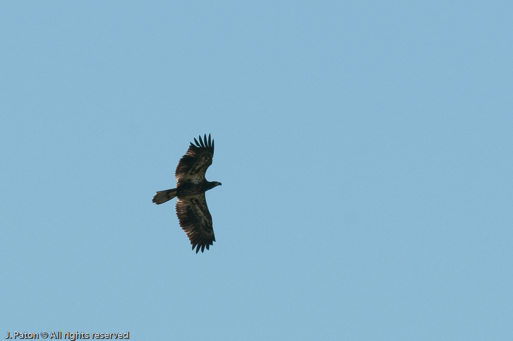 Unknown   Moccasin Island Tract, River Lakes Conservation Area, Florida