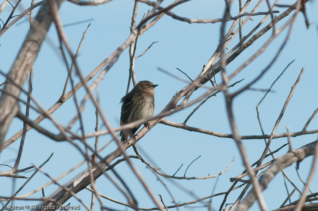    Moccasin Island Tract, River Lakes Conservation Area, Florida