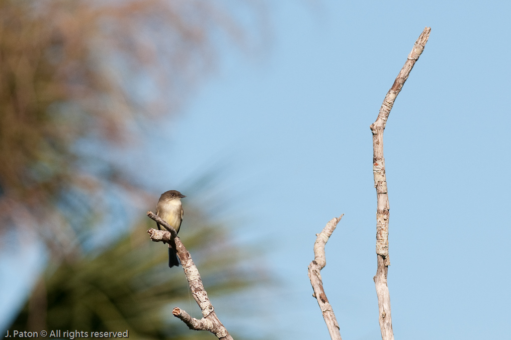    Moccasin Island Tract, River Lakes Conservation Area, Florida