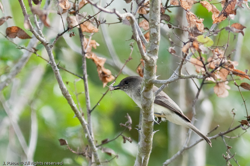    Viera Wetlands, Florida