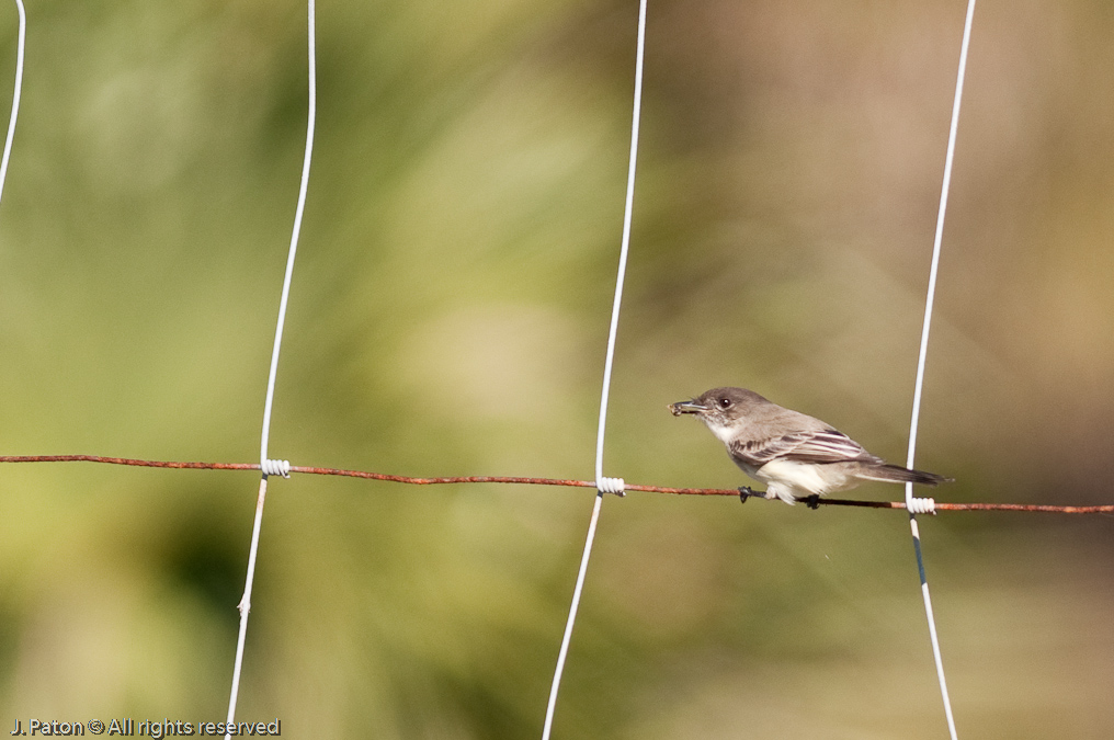    Moccasin Island Tract, River Lakes Conservation Area, Florida