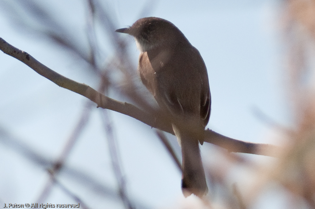    Moccasin Island Tract, River Lakes Conservation Area, Florida