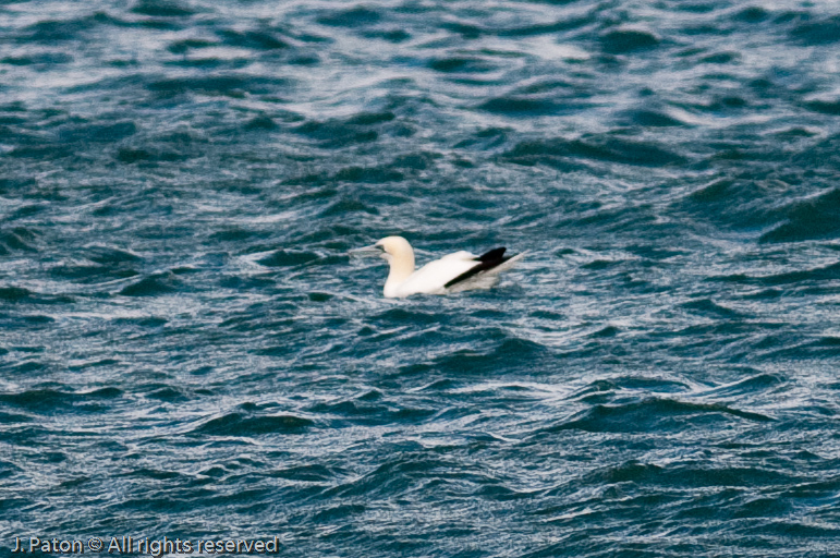    Sebastian Inlet State Park, Florida