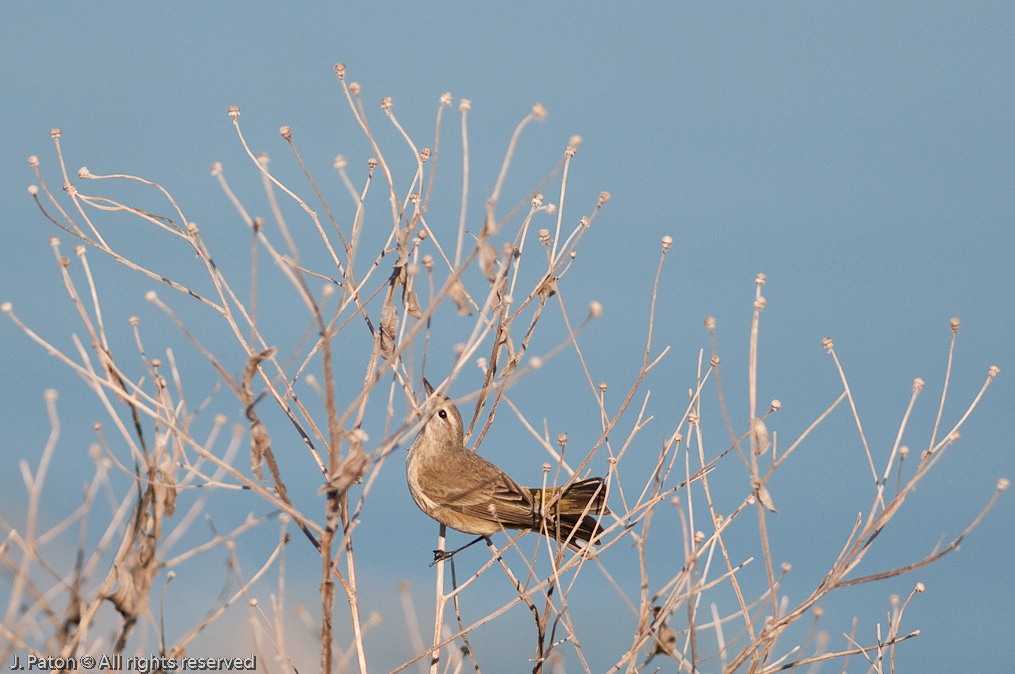    Viera Wetlands, Florida