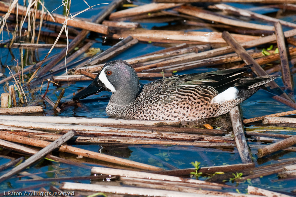    Viera Wetlands, Florida