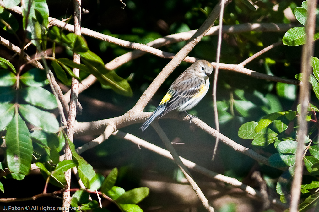    Viera Wetlands, Florida