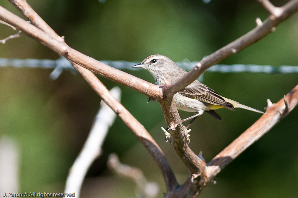    Viera Wetlands, Florida
