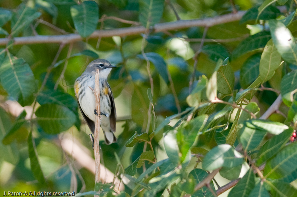    Viera Wetlands, Florida