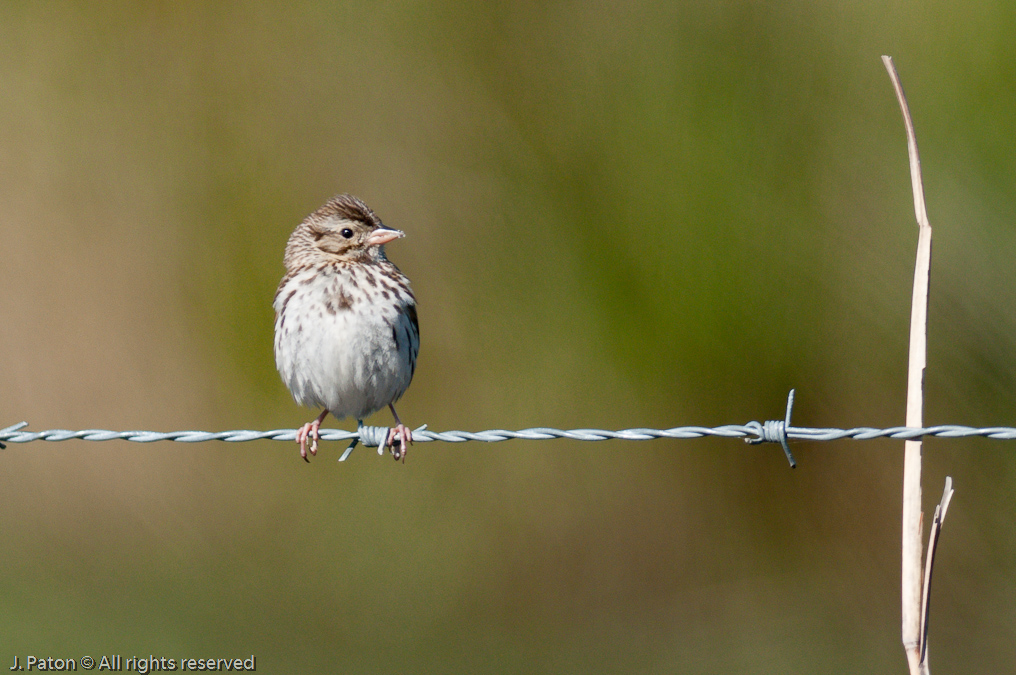    Joe Overstreet Road, Florida