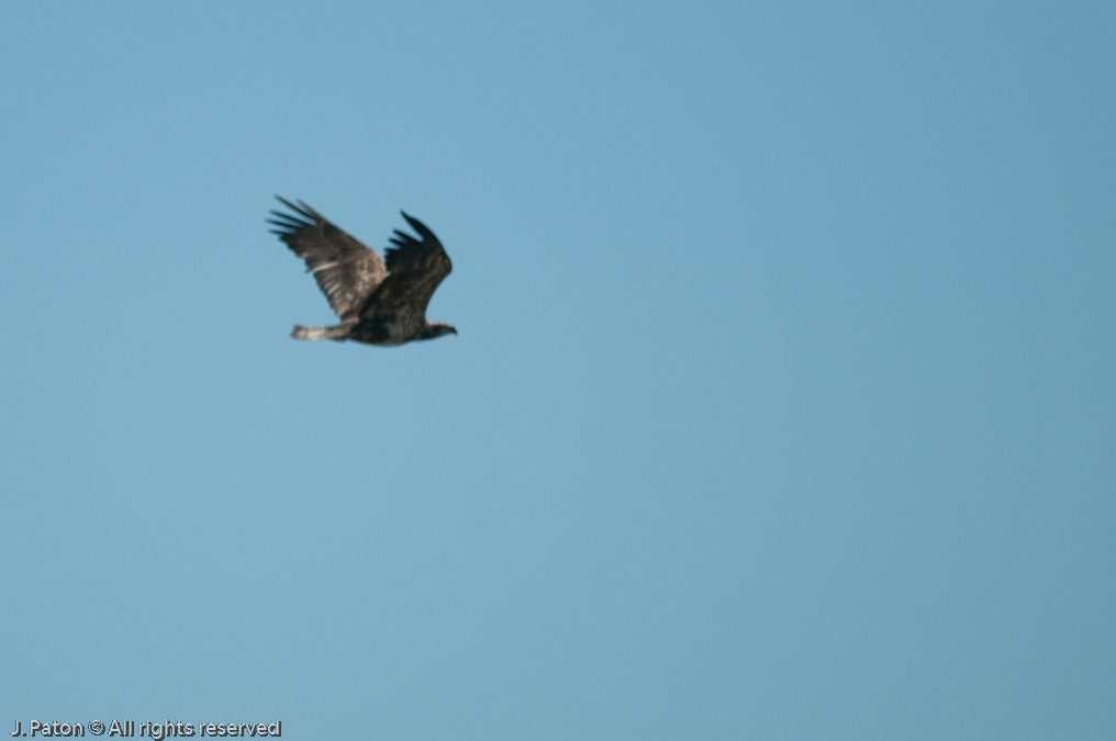 Young Eagle?   Joe Overstreet Road, Florida