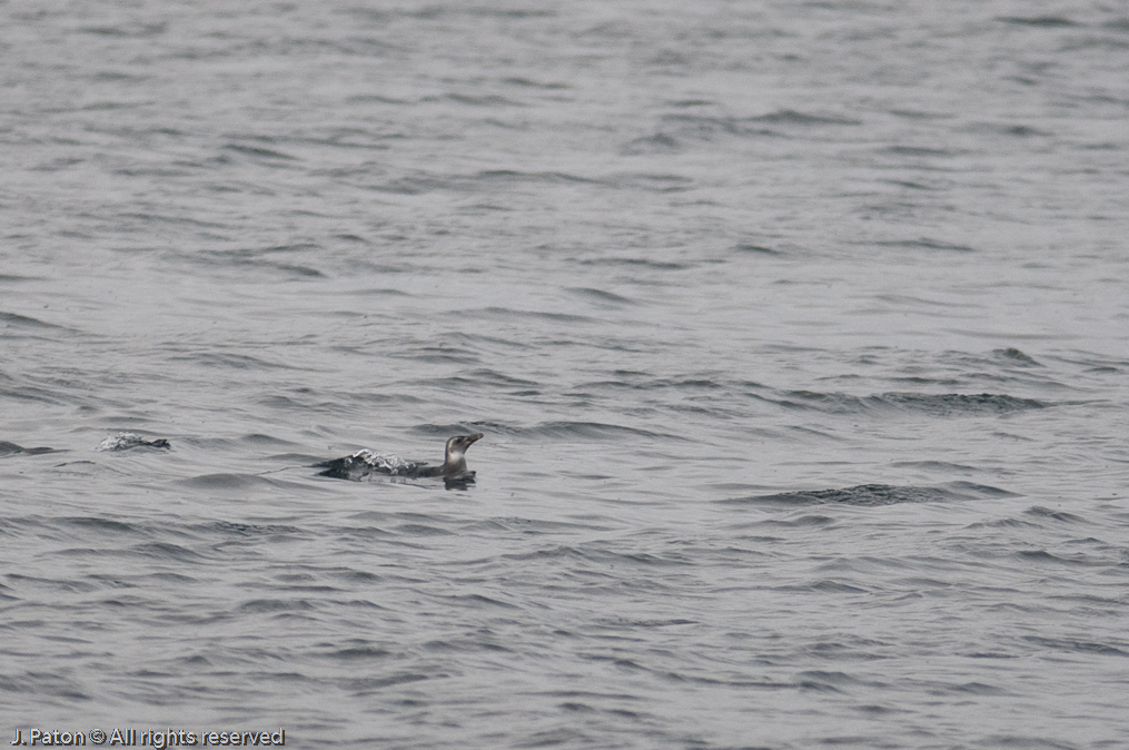 Unknown   Chacao Strait, Chile