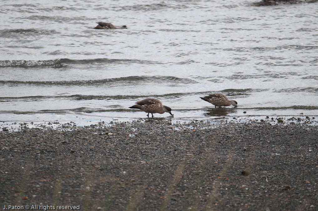   Puerto Natales, Chile