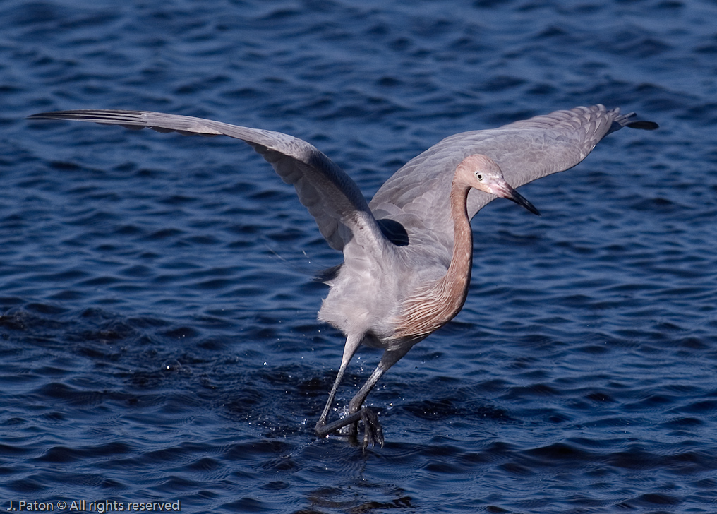 Reddish Egret   Black Point Drive, Merritt Island Wildlife Refuge 