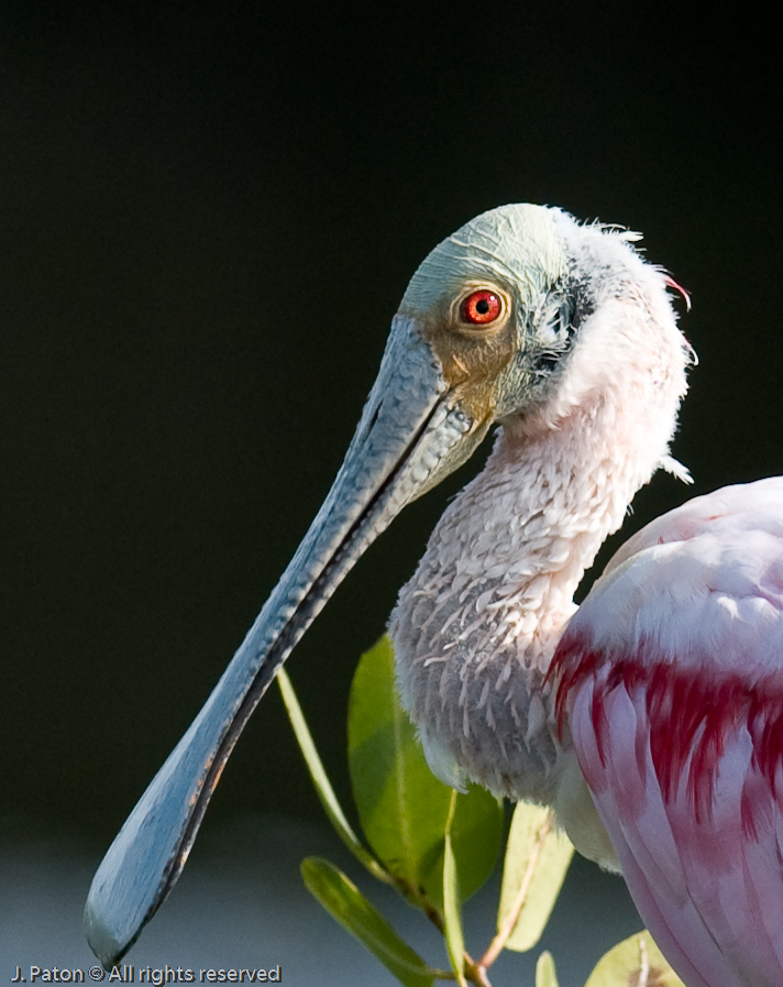 Spoonbill Closeup   Black Point Drive, Merritt Island Wildlife Refuge, Florida 