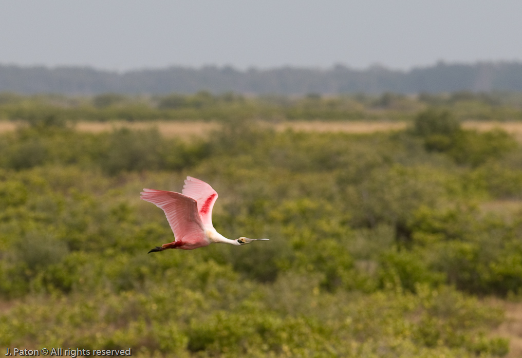 Roseate Spoonbill in Flight   Black Point Drive, Merritt Island Wildlife Refuge, Florida 