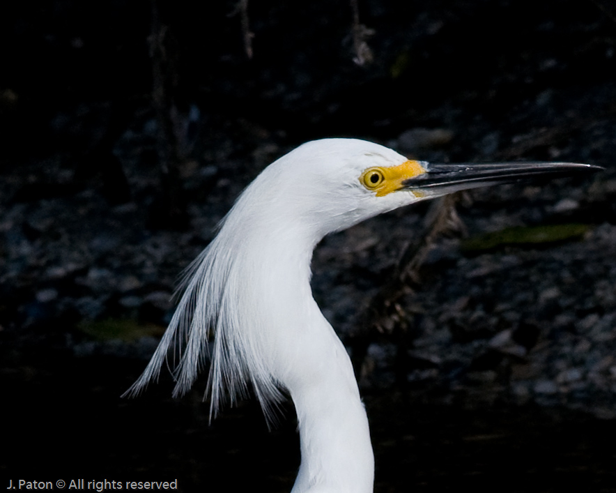 Snowy Egret Closeup   Merritt Island National Wildlife Refuge, Florida 