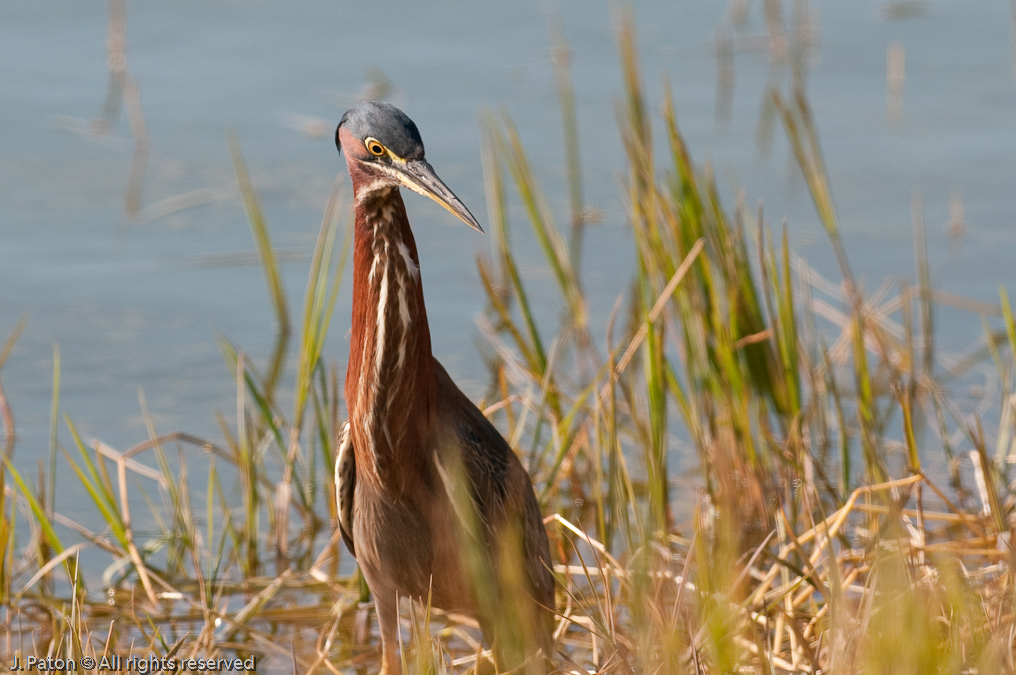 Green Heron   Click Ponds Near Viera Wetlands, Florida 