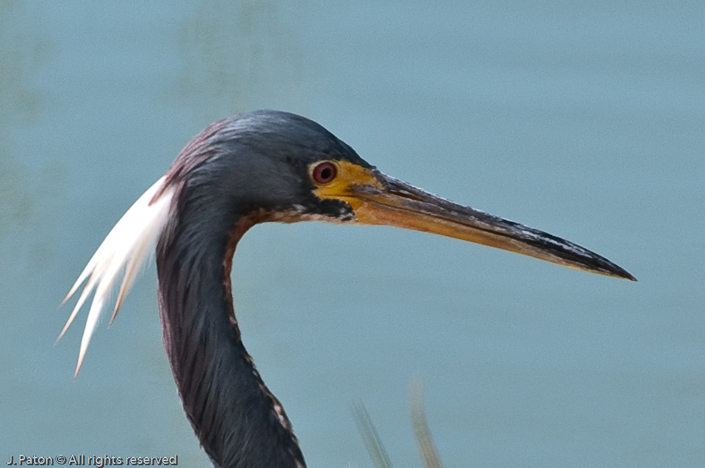 Tricolored Heron   