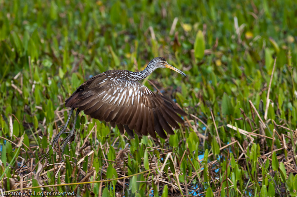 Fuzzy Limpkin Takeoff   Viera Wetlands, Florida 