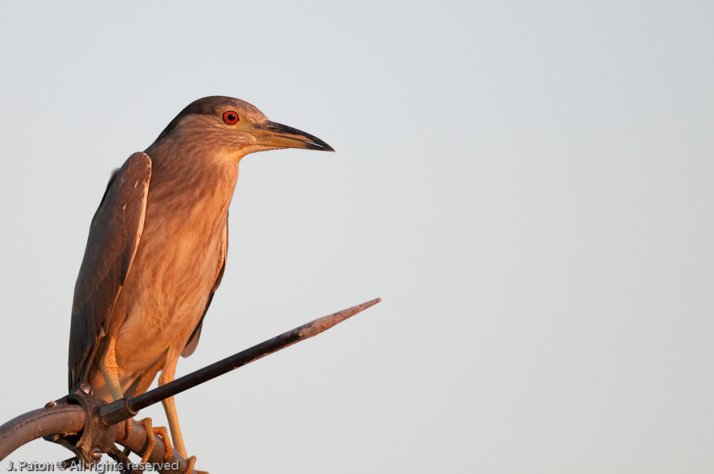 Black-Crowned Night Heron at Sunset   