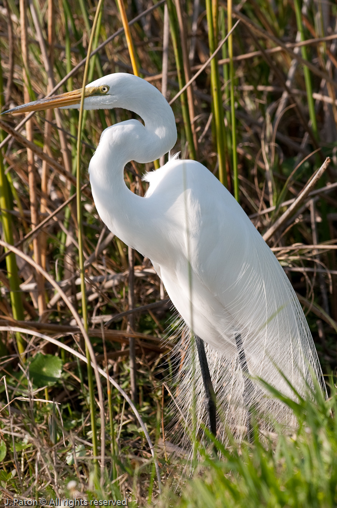 Great Egret   Viera Wetlands, Florida 