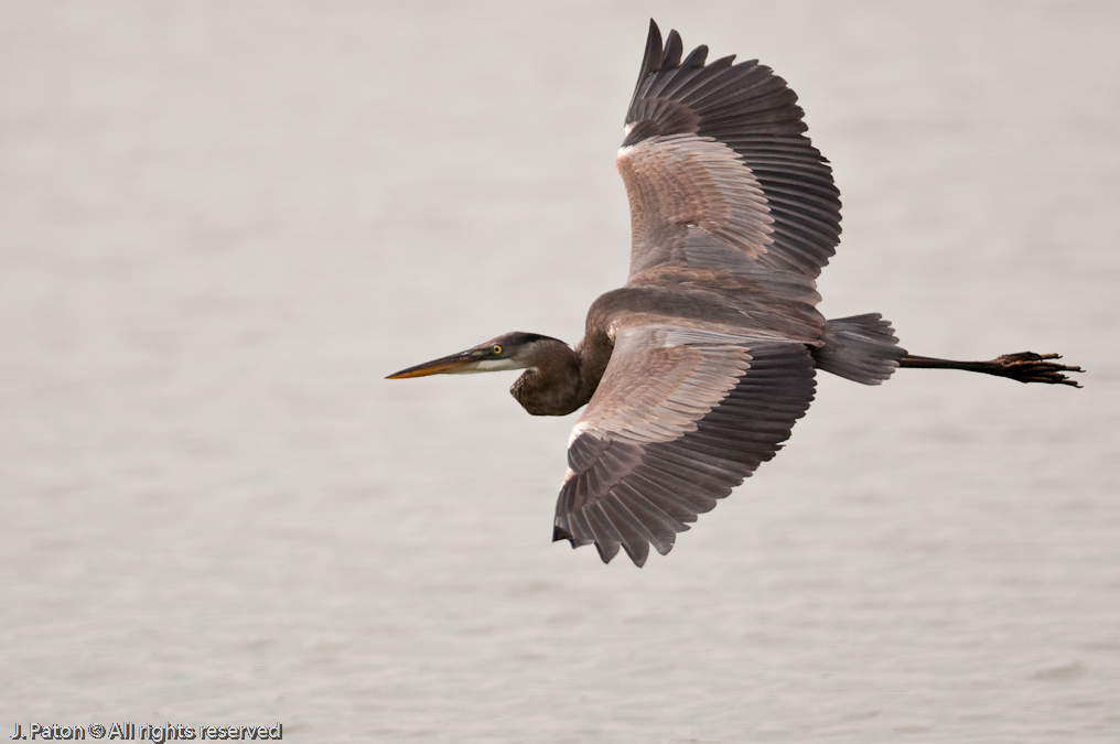 Great Blue Heron   Viera Wetlands, Florida 